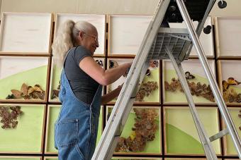 An alumna installs butterflies from an archival collection into a new artwork in the Texas Science and Natural History Museum