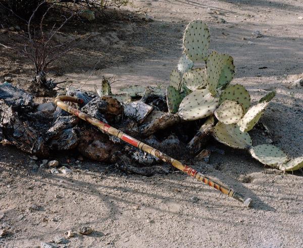 walking stick/cane laid over dead paddle cactus