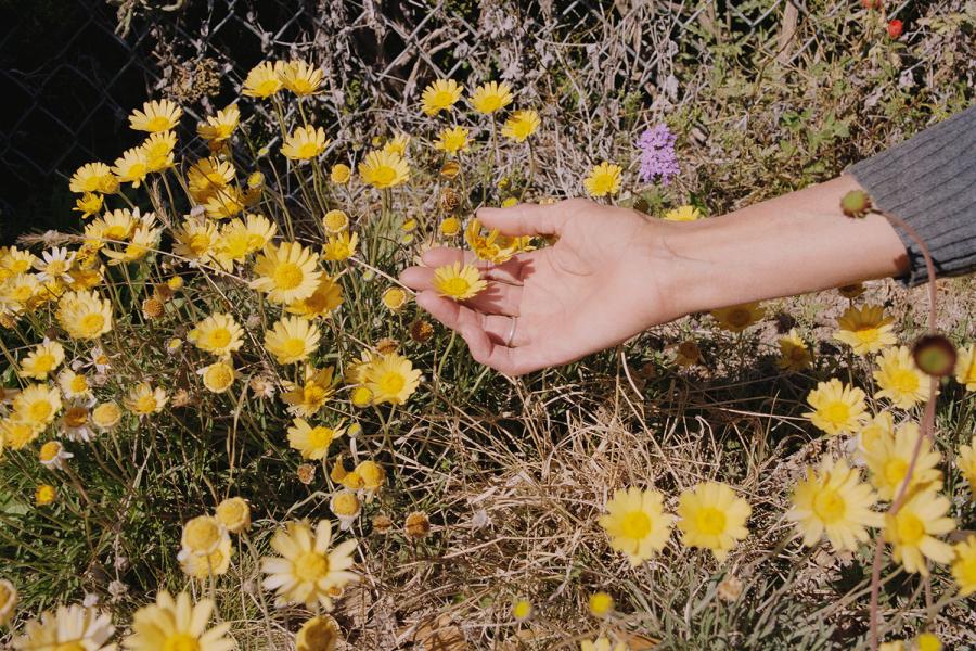 hand holding flowers in field of flowers