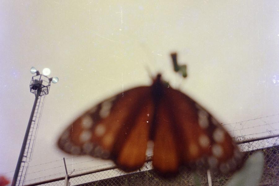 butterfly in plant in foreground of image with looming prison wall in background