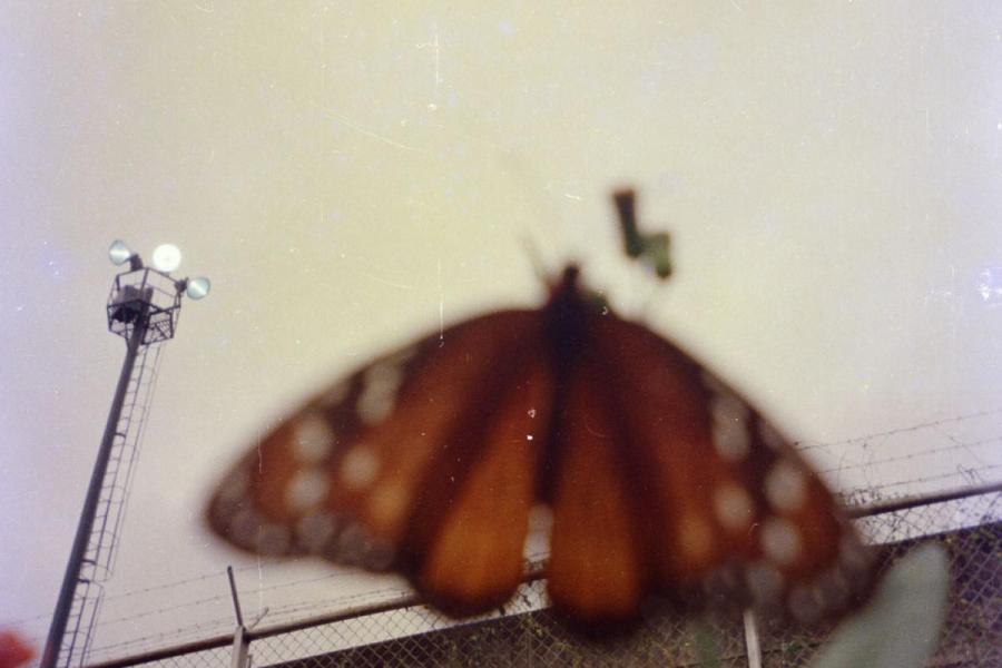 image of butterfly in forground, with prison wall in background