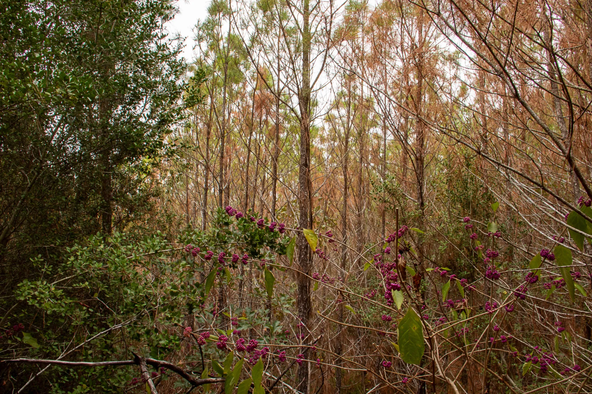 Photo of regrowing greens at the site of the Bastrop fires.