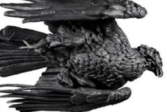 eagle