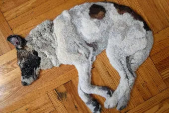 image of a rug shaped like a dog