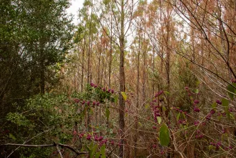 Photo of regrowing greens at the site of the Bastrop fires.