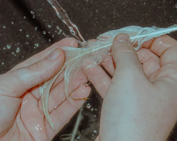 human hands washing bird feather in stream of water