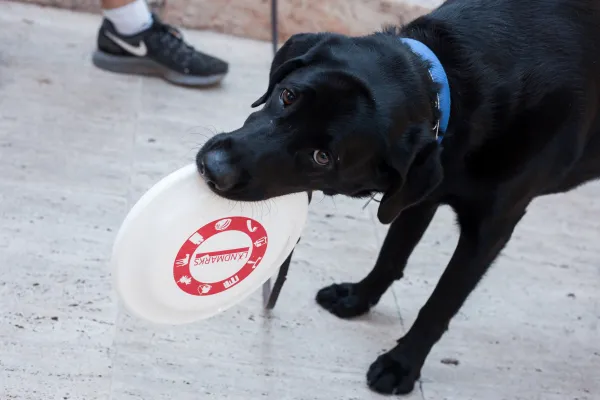 A black lab holds a white frisbee in its mouth.
