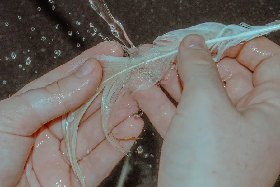 human hands washing bird feather in stream of water