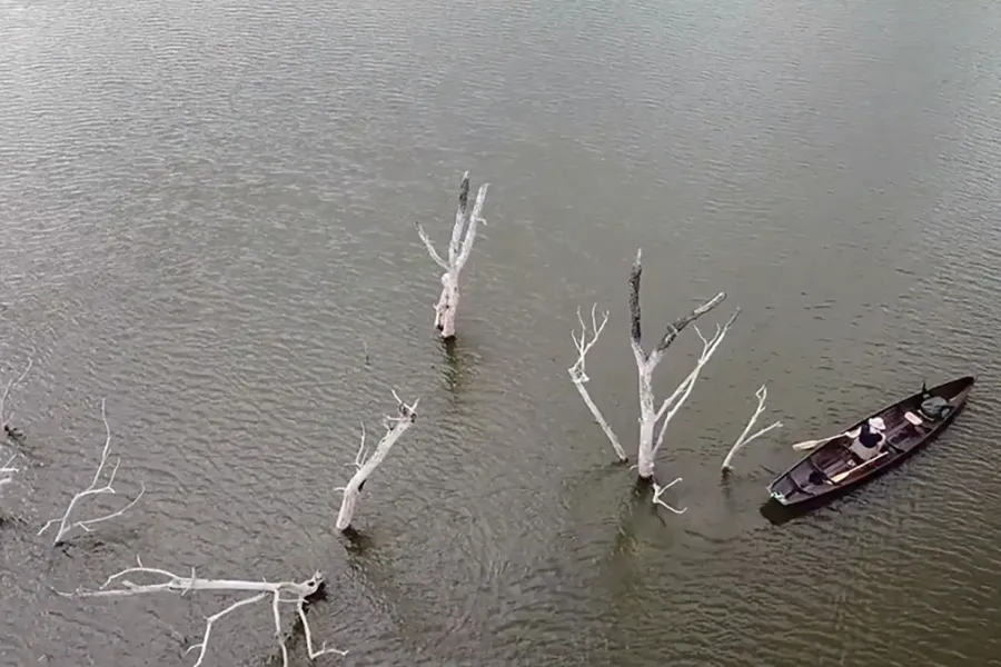 overhead photo of canoe in waterway among dead trees